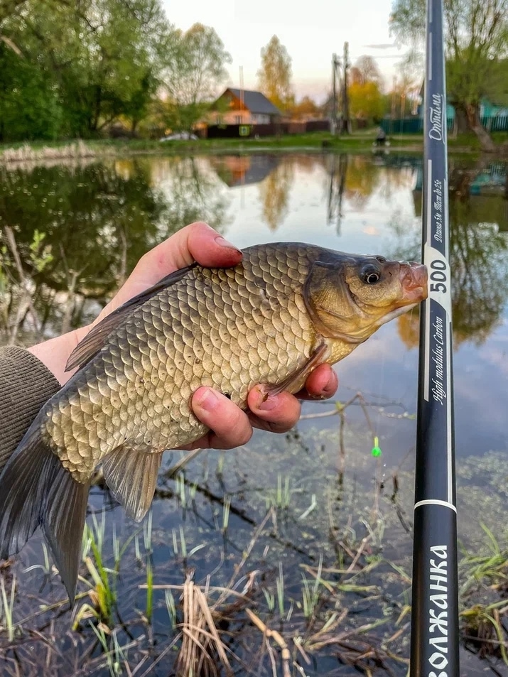 Карась весной