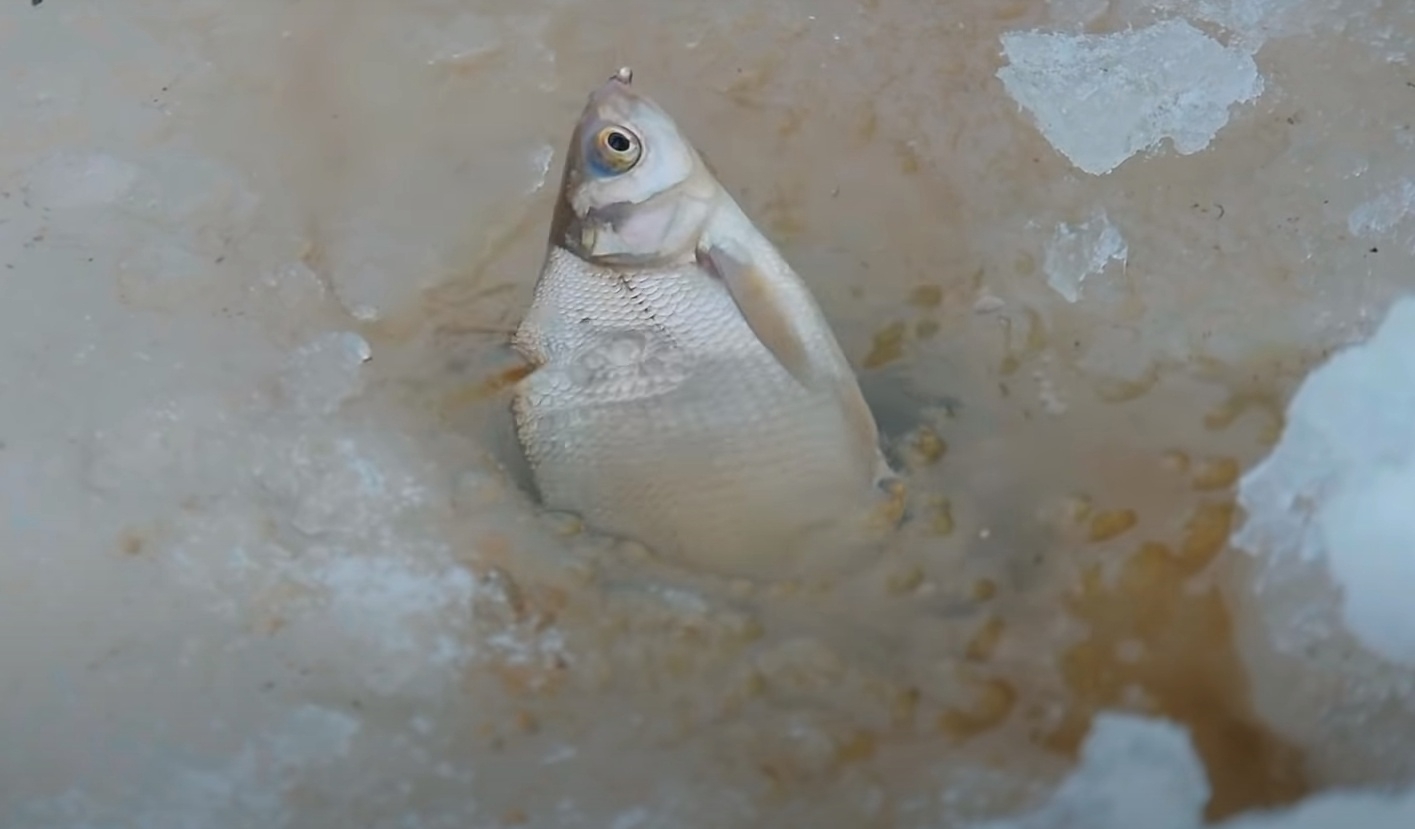 Рыбалка по последнему льду: как "раскачать" клёв, если лещ отказывается клевать