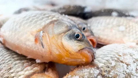Карась зимой