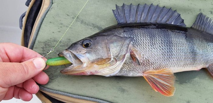 Силиконовая приманка "Volzhanka Naughty Roach 90" цвет 2002 (в упак. 6шт)