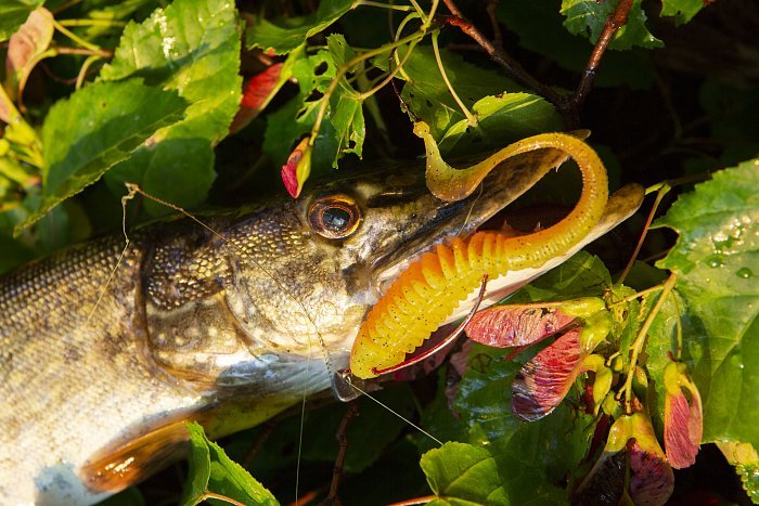 Силиконовая приманка "Volzhanka Tailed Worm 130" цвет 2007 (в упак. 6шт)