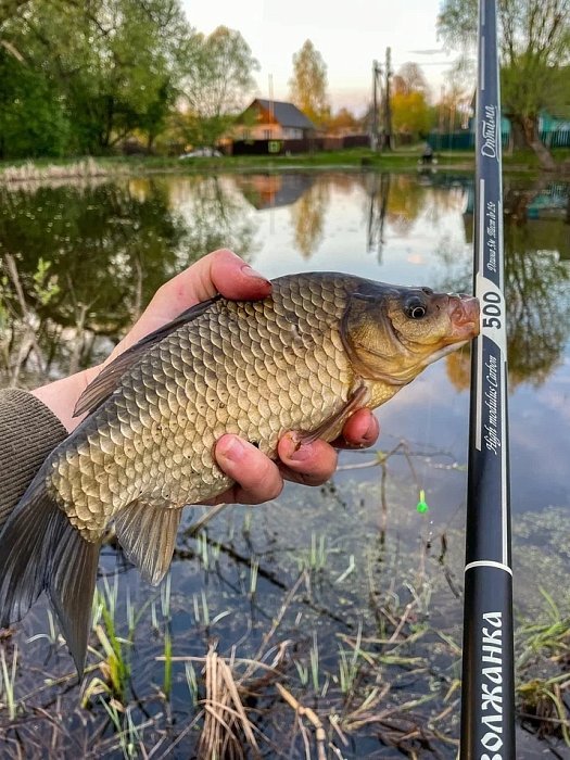 Карась весной