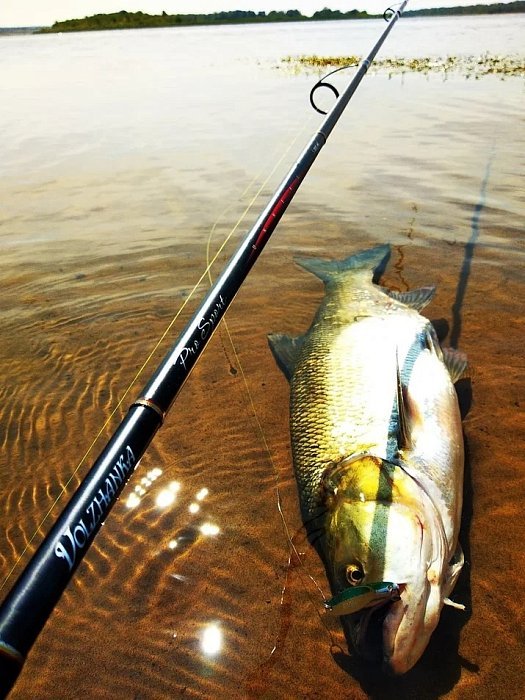 Жерех весной: где искать, на что ловить и какие снасти купить