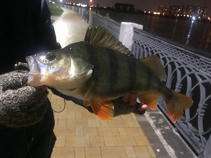 Силиконовая приманка "Volzhanka Prodigy 60" цвет 2013 (в упак. 10шт) Силиконовая приманка "Volzhanka Prodigy 60" цвет 2013 (в упак. 10шт)