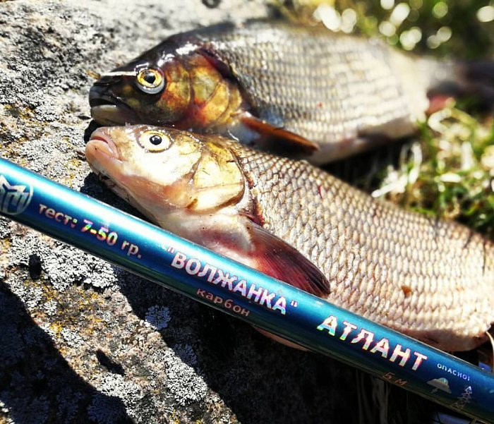 Удилище б/к "Волжанка Атлант" 7.0м (7 секций) тест до 50гр (IM7)