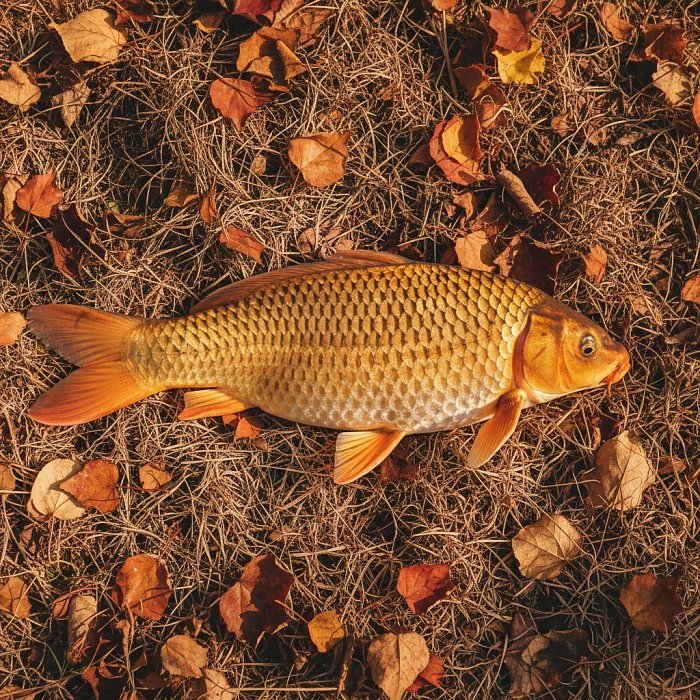 Карп осенью