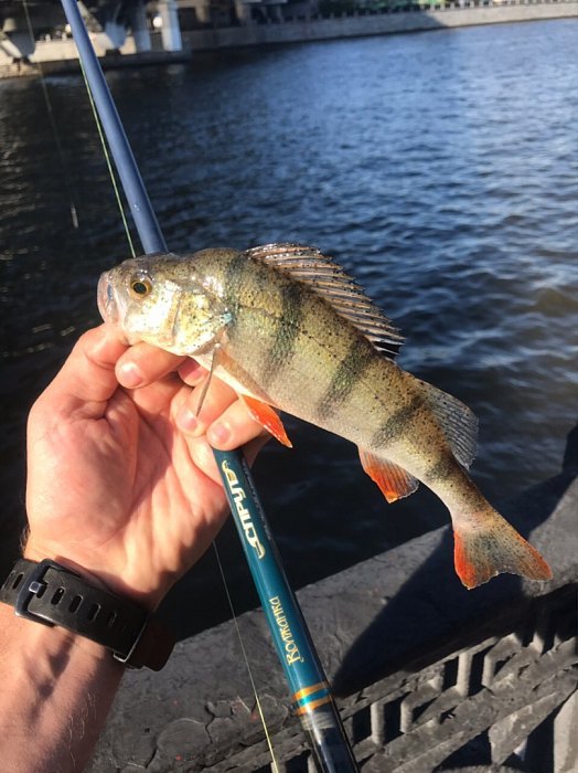 Спиннинг "Волжанка Спрут" тест 10-35гр 2.7м (2 секции)