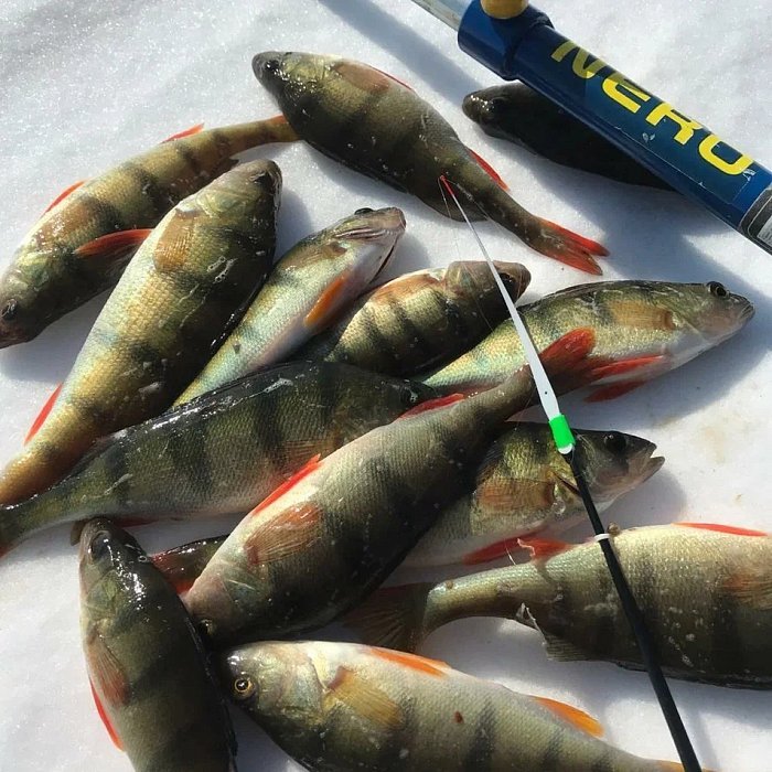 Окунь по первому льду