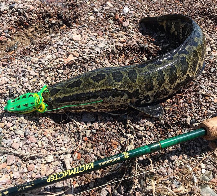 Спиннинг "Волжанка Кастмастер" тест 14-42гр 2.1м (2 секции) (IM6)