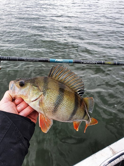 Спиннинг "Volzhanka Pro Sport Sensor" тест 12-48гр 2.45м (2 секции)