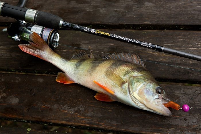 Окунь в сентябре