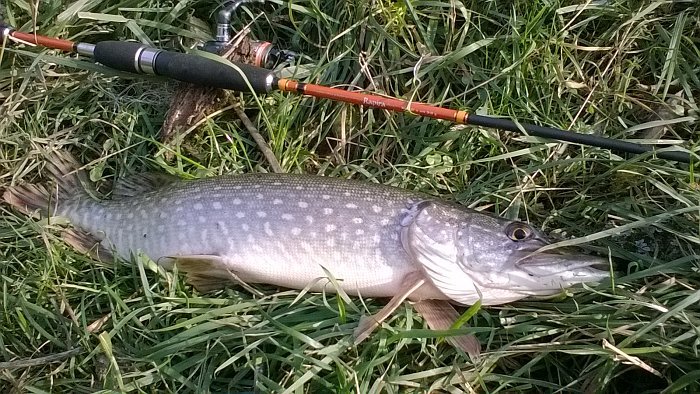 Спиннинг "Волжанка Рапира" тест  2-8гр 1.8м (2 секции) Спиннинг "Волжанка Рапира" тест  2-8гр 1.8м (2 секции)