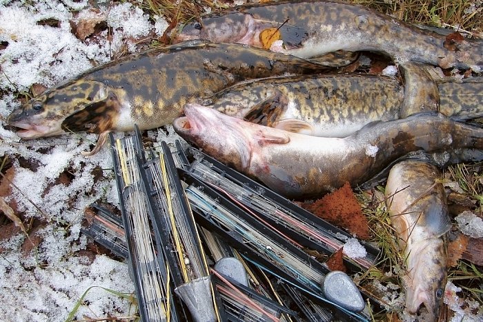 На что ловить налима