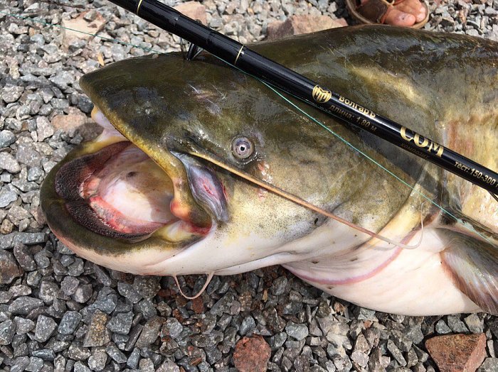 Удилище монолитное "Волгаръ Сом" 1.8м; тест 150-300гр (композит)