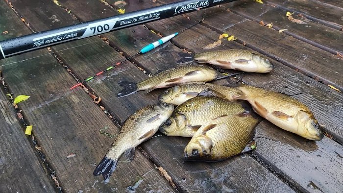 Как ловить карася на поплавок ?